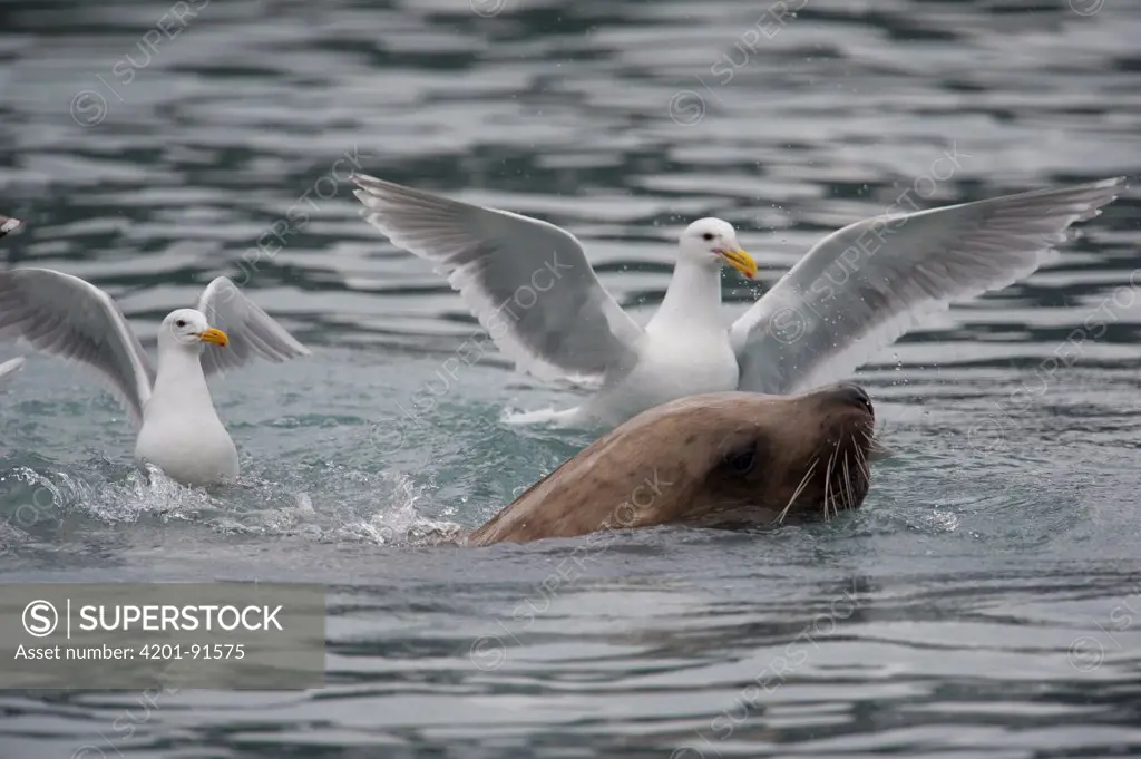 Steller's Sea Lion (Eumetopias jubatus) and Glaucous-winged Gull (Larus glaucescens), Alaska