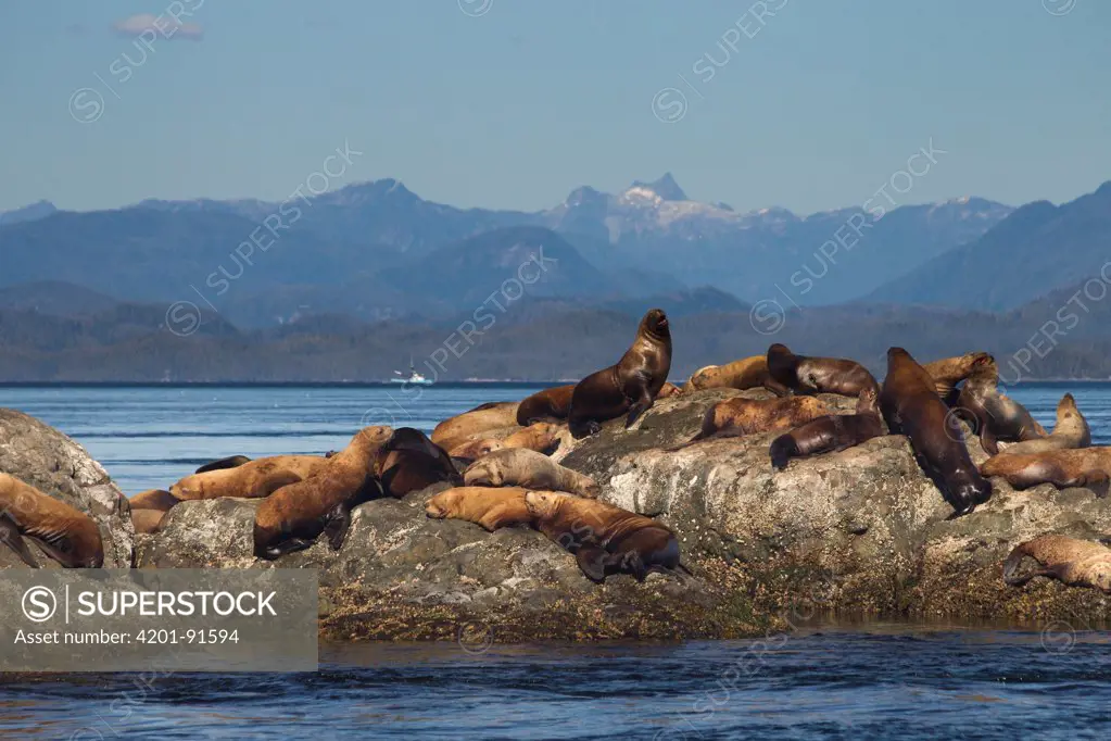 Steller's Sea Lion (Eumetopias jubatus) group hauled out on rocks, Queen Charlotte Sound, Canada