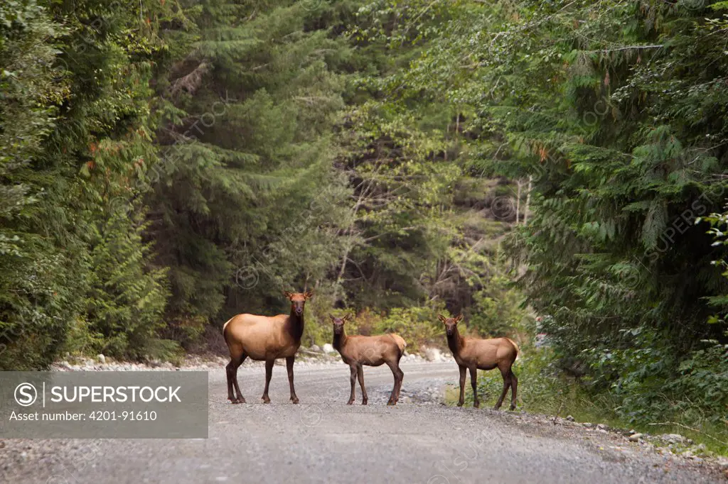 Roosevelt Elk (Cervus elaphus roosevelti) in road near Gold River, Vancouver Island, Canada