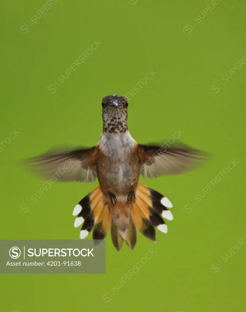 Rufous Hummingbird (Selasphorus rufus) hovering, Stikine River, Alaska