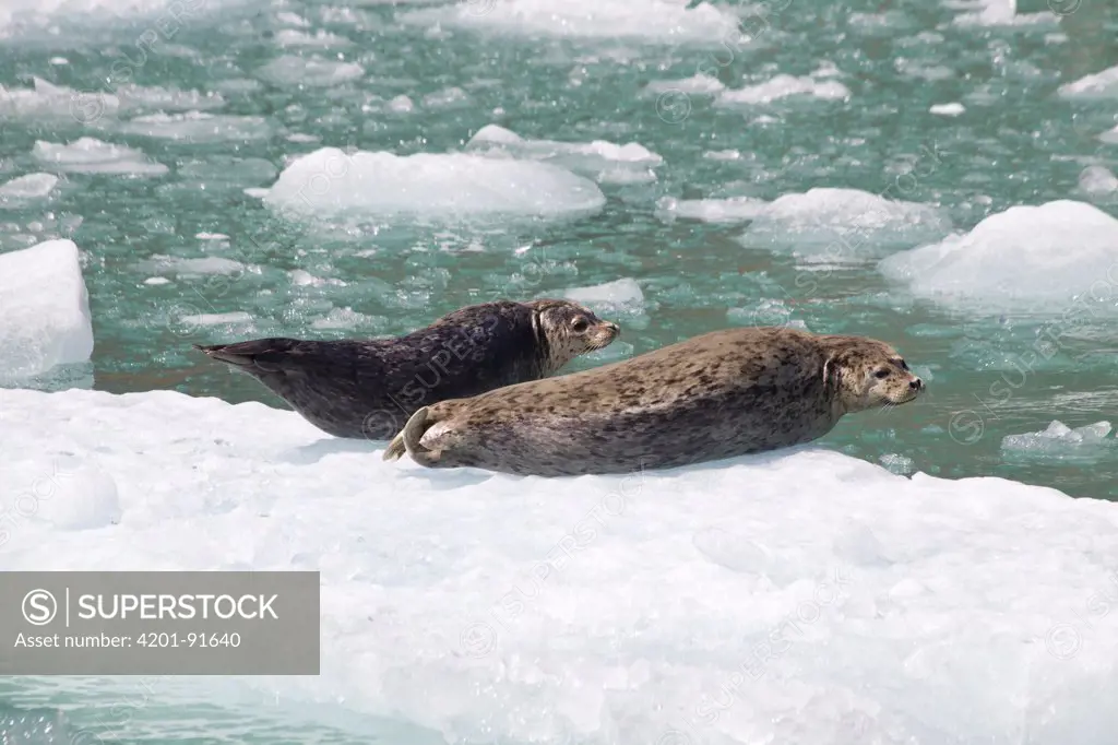 Harbor Seal (Phoca vitulina) pair on ice flows near South Sawyer Glacier, Tracy Arm-Fords Terror Wilderness, Alaska