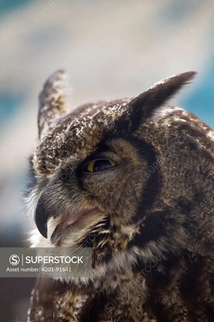 Great Horned Owl (Bubo virginianus) portrait, Haines, Alaska