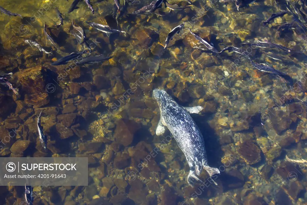 Harbor Seal (Phoca vitulina) hunting Pink Salmon (Oncorhynchus gorbuscha), Ketchikan, Alaska
