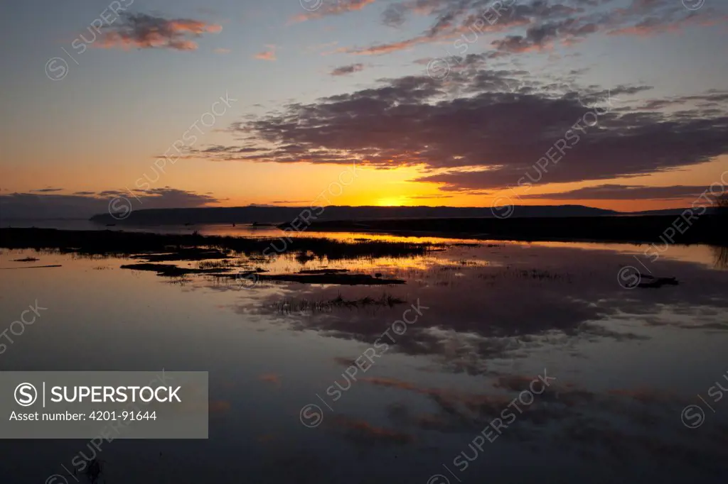 Wetlands of Skagit River at sunset, Whitbey Island, Washington