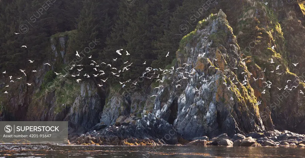 Glaucous-winged Gull (Larus glaucescens) flock flying near cliffs of Popof Island, Kodiak, Alaska