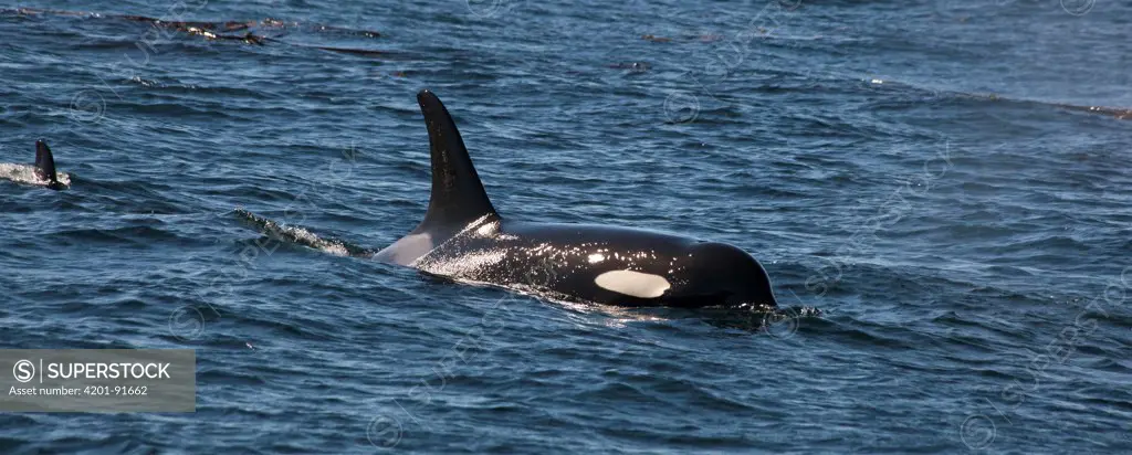 Orca (Orcinus orca), Queen Charlotte Sound, Canada