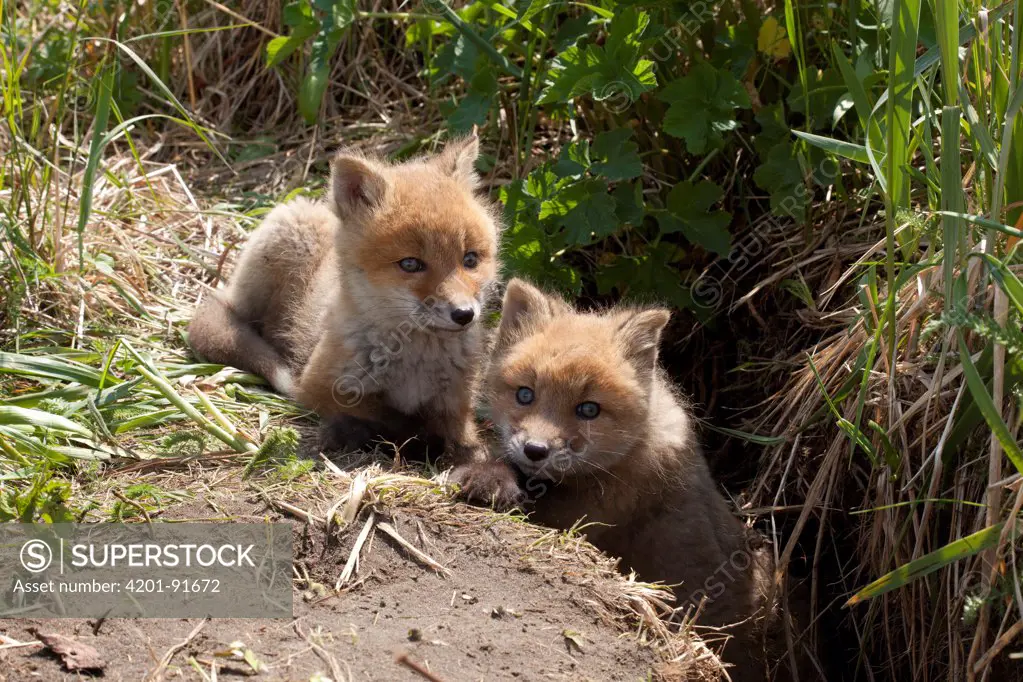 Red Fox (Vulpes vulpes) kits at entrance to den, Katmai National Park, Alaska