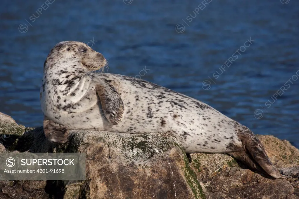 Harbor Seal (Phoca vitulina) on rock in Howe Sound, Canada