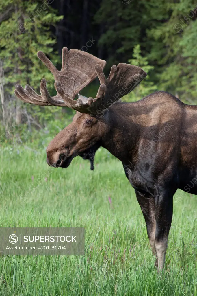 Moose (Alces americanus) bull in velvet, Canada