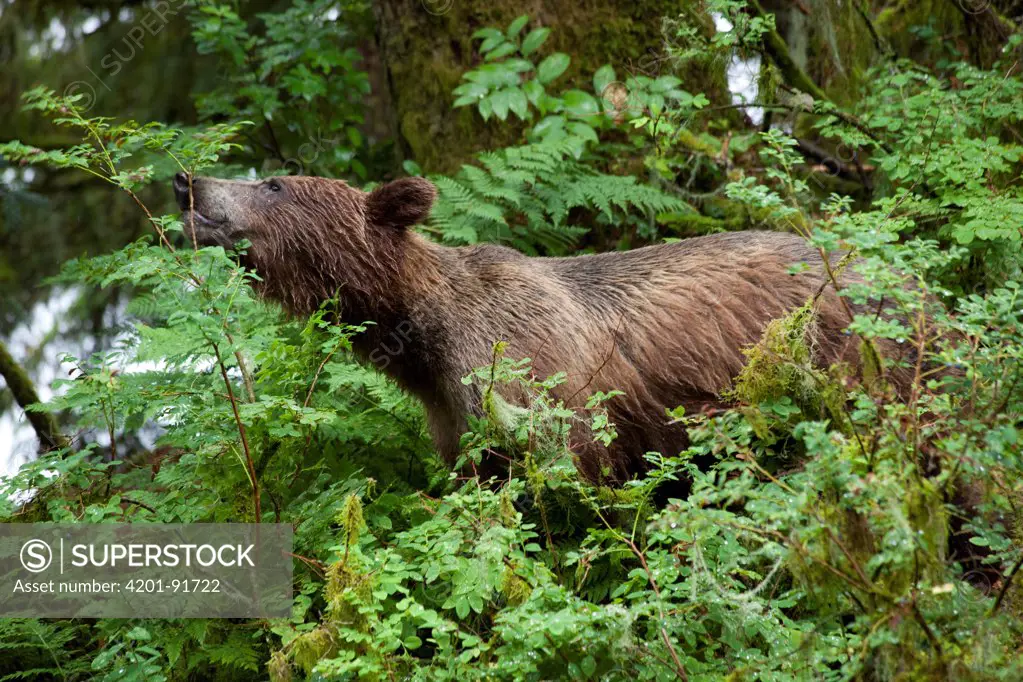 Grizzly Bear (Ursus arctos horribilis) feeding on berries along Anan Creek, Tongass National Forest, Alaska