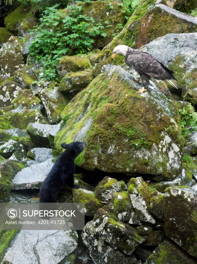 Black Bear (Ursus americanus) looking at Bald Eagle (Haliaeetus leucocephalus) along Anan Creek, Tongass National Forest, Alaska
