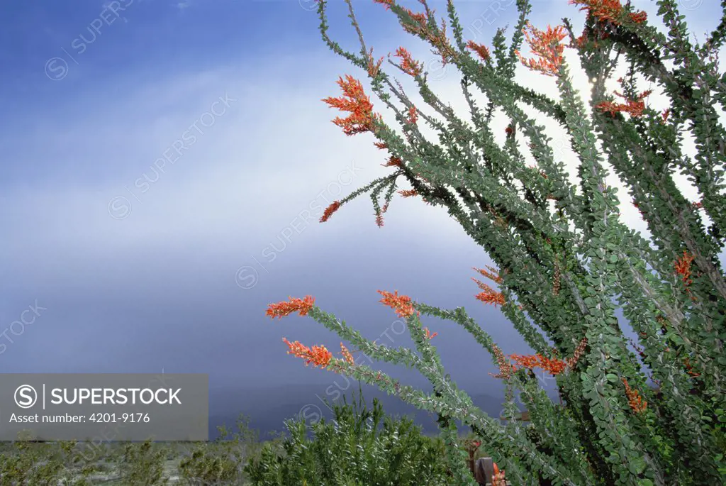 Ocotillo (Fouquieria splendens) cactus in bloom, Anza-Borrego Desert State Park, California