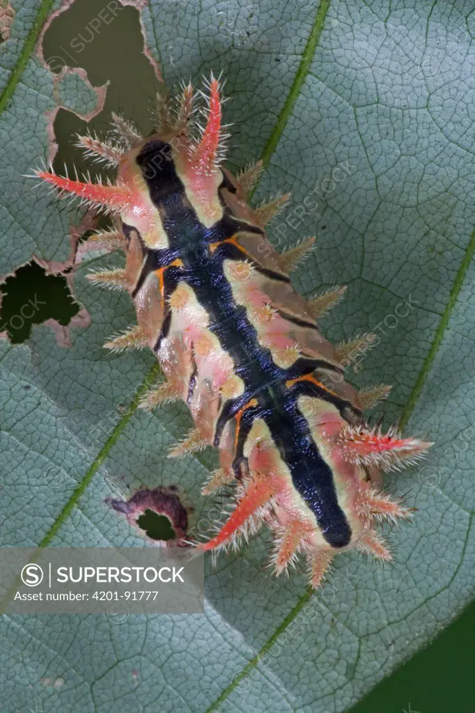Cup Moth (Limacodidae) aposematically colored caterpillar, Ghana