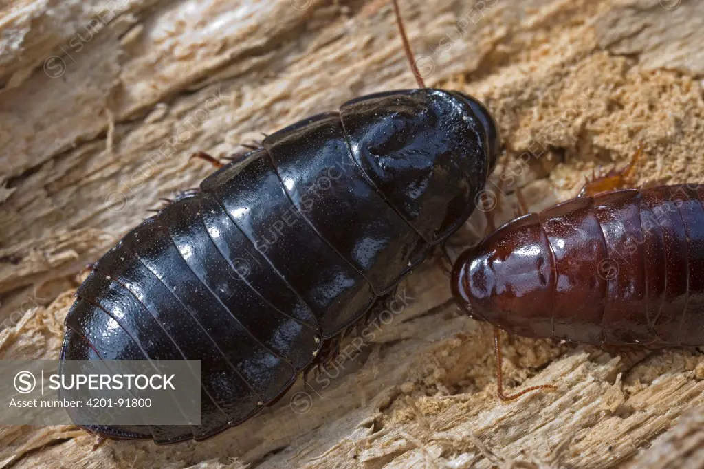 Relict Wood Cockroach (Cryptocercus relictus) feeding on wood, China