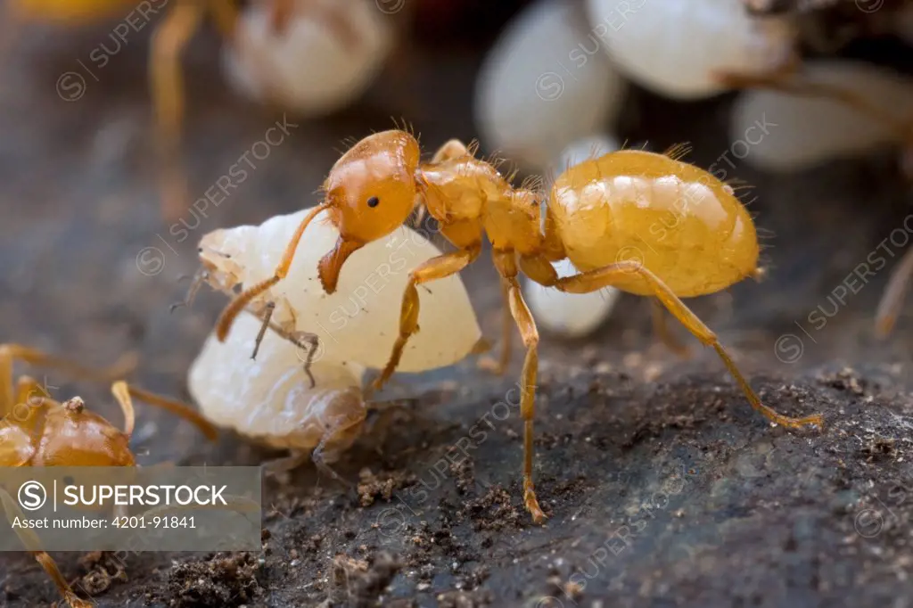 Citronella Ant (Lasius claviger) carrying a symbiotic white Aphid (Geoica sp) from which the ants drink honeydew, Estabrook Woods, Massachusetts