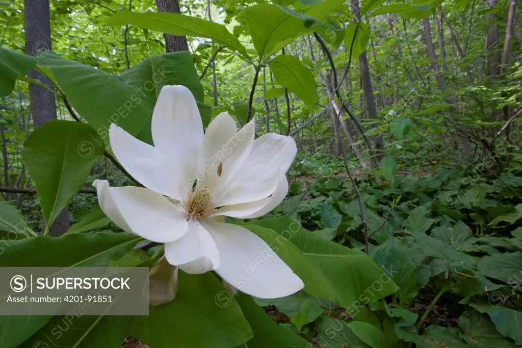 Umbrella Magnolia (Magnolia tripetala) flower, Estabrook Woods, Massachusetts