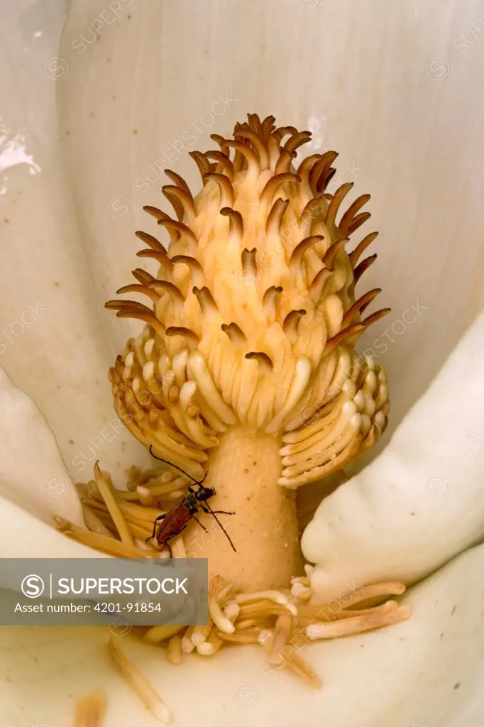 Big-leaf Magnolia (Magnolia macrophylla) flower with pollen producing anthers and beetle, Estabrook Woods, Massachusetts