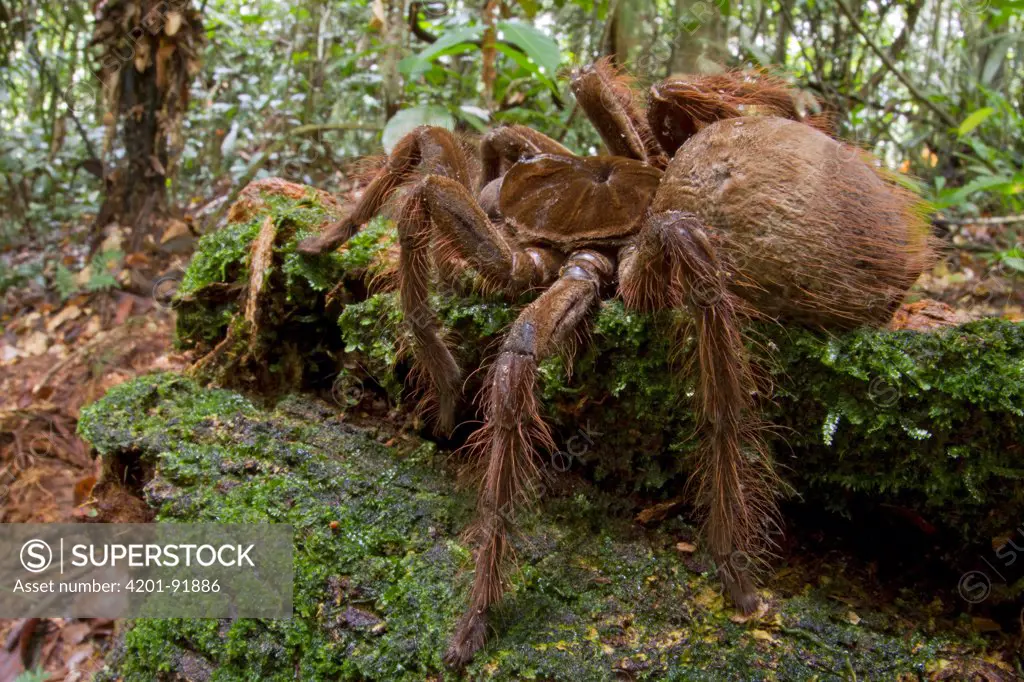 Goliath Bird-eating Spider (Theraphosa blondi), Surinam