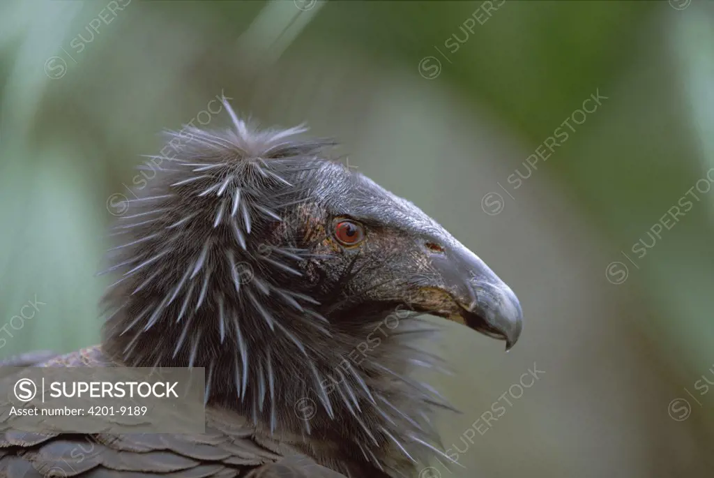 California Condor (Gymnogyps californianus) portrait of immature bird, North America