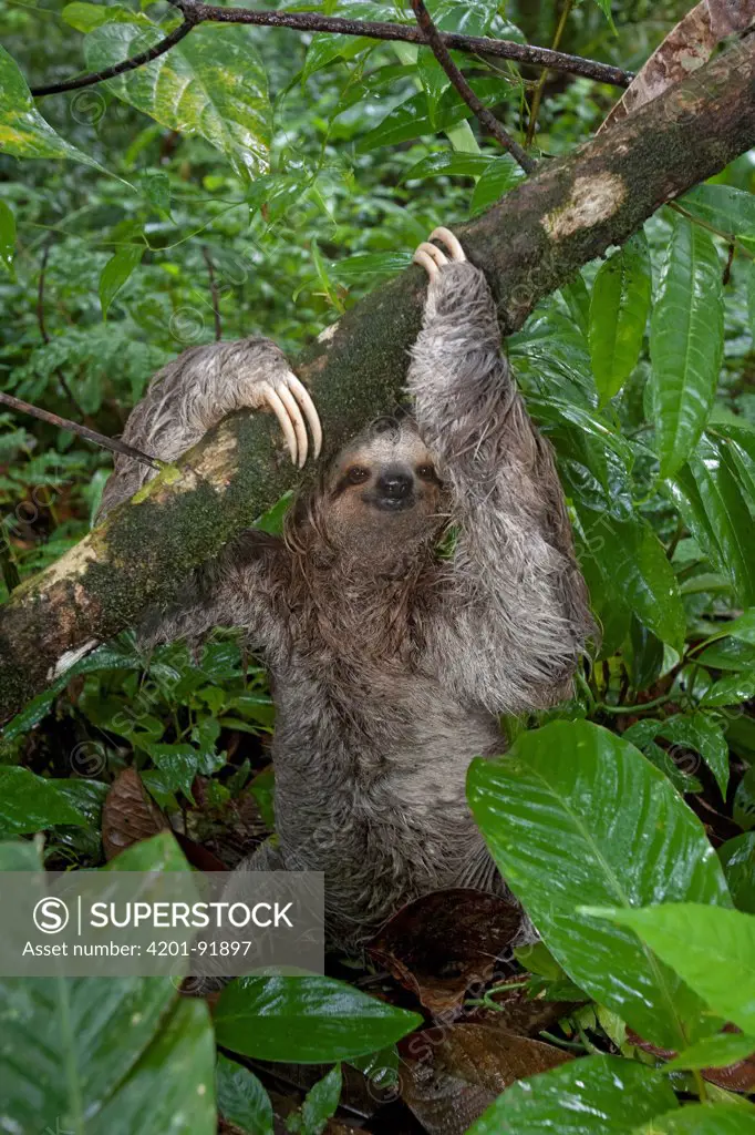 Brown-throated Three-toed Sloth (Bradypus variegatus) coming to forest floor to defecate, Costa Rica