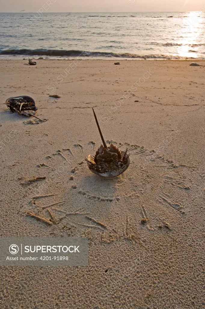 Horseshoe Crab (Limulus polyphemus) stranded upside-down on the beach trying to flip itself, Delaware