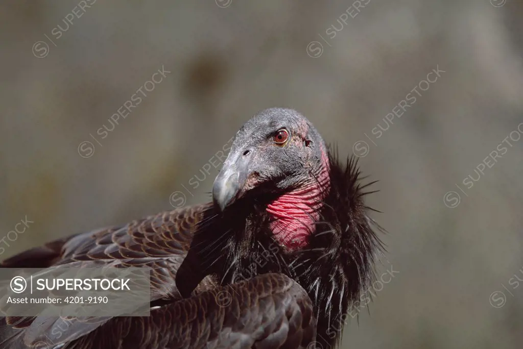 California Condor (Gymnogyps californianus) portrait of immature bird, North America