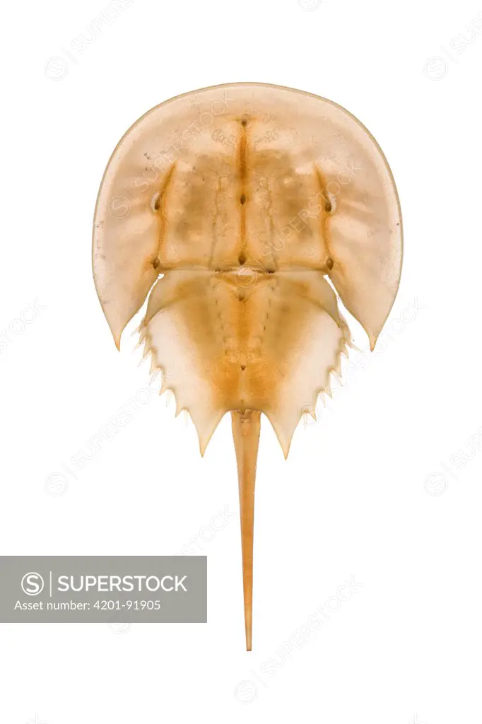 Horseshoe Crab (Limulus polyphemus) shed skin, Delaware