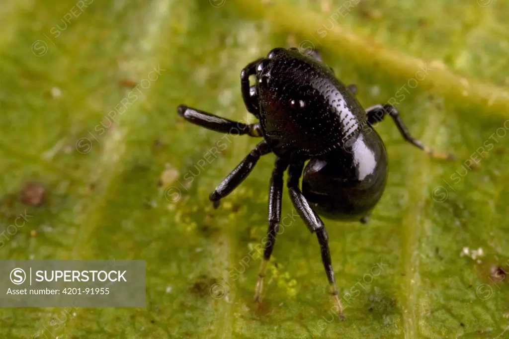 Beetle-mimicking Jumping Spider (Coccorchestes sp), Papua New Guinea