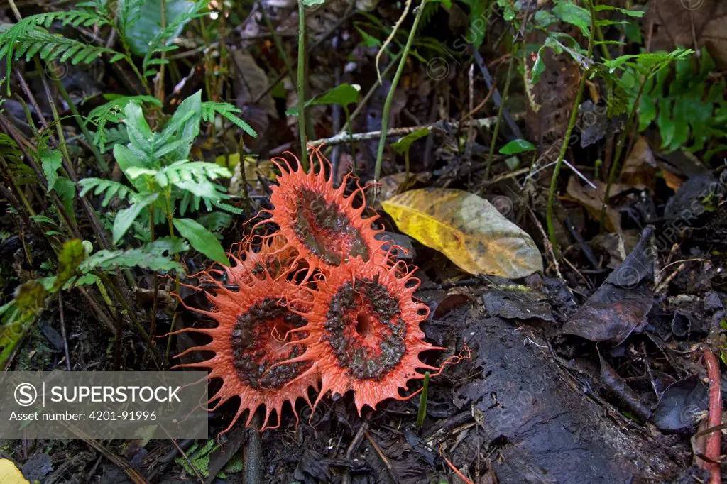 Stinkhorn (Aseroe sp) mushroom on forest floor, Papua New Guinea