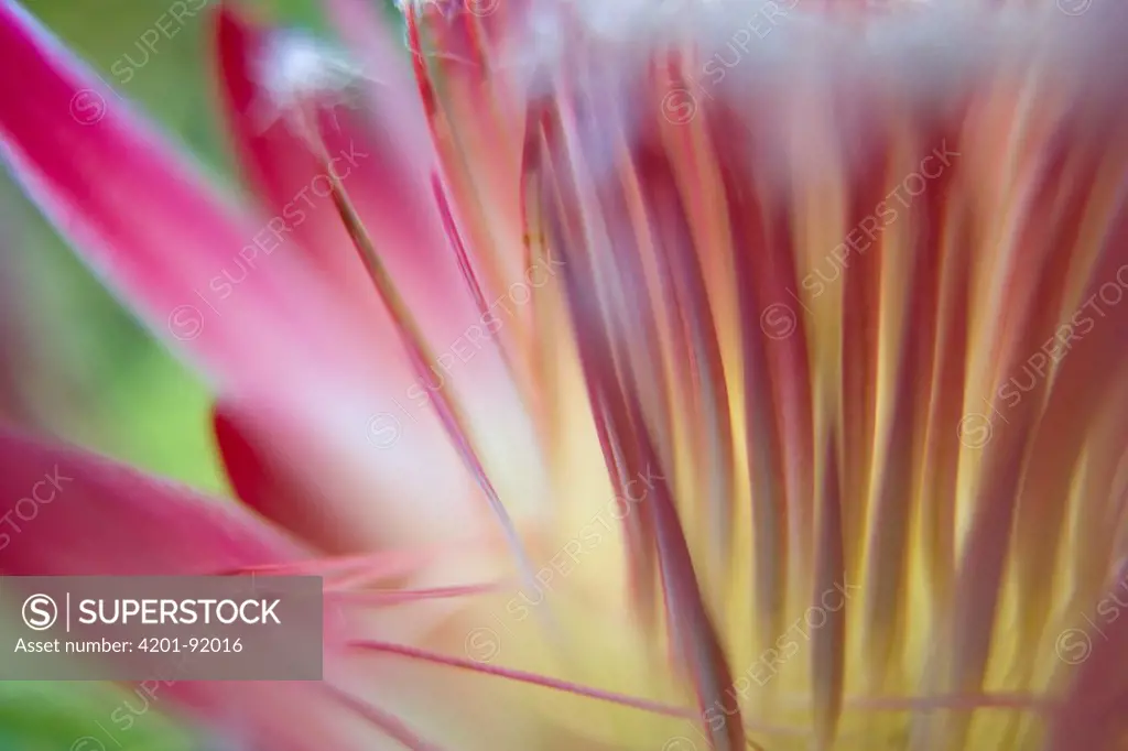 King Protea (Protea cynaroides) flower, South Africa