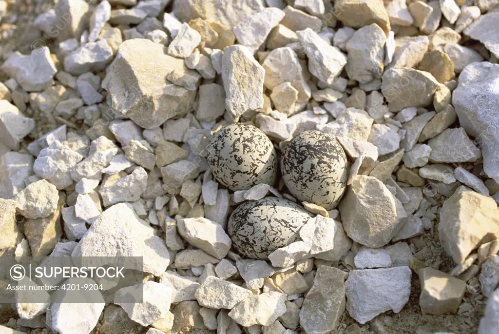 Snowy Plover (Charadrius alexandrinus) eggs camouflaged in ground nest, Europe