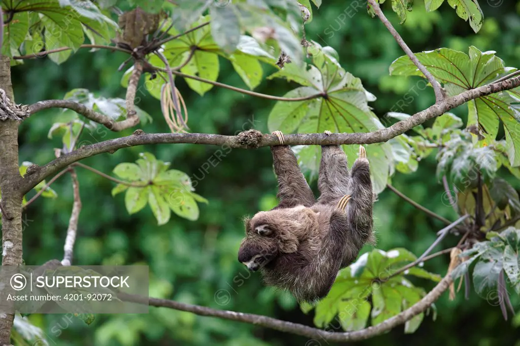Three-toed Sloth (Bradypus infuscatus) mother and young, Barro Colorado Island, Panama
