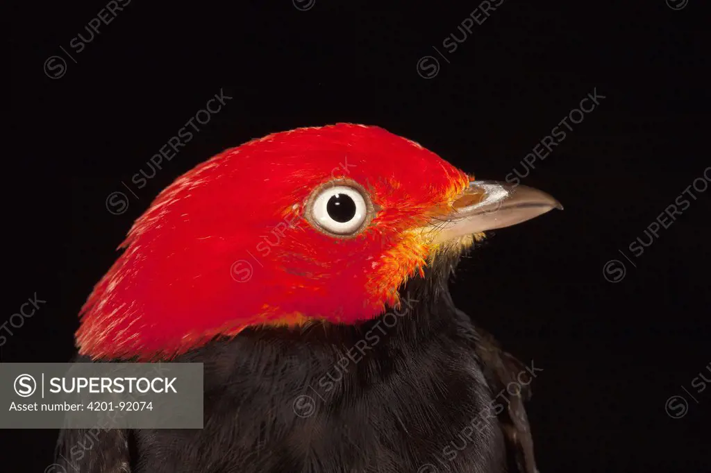 Red-capped Manakin (Pipra mentalis) male, Barro Colorado Island, Panama