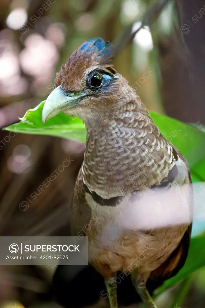 Rufous-vented Ground-cuckoo (Neomorphus geoffroyi), Barro Colorado Island, Panama