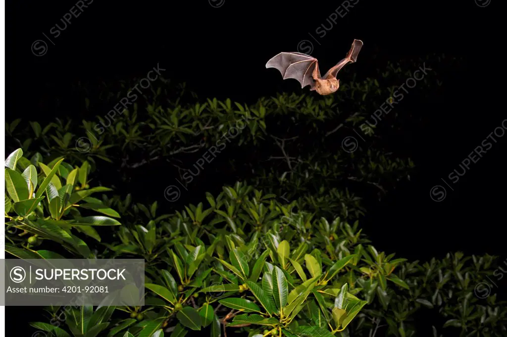 Great Fruit-eating Bat (Artibeus lituratus) flying, Barro Colorado Island, Panama