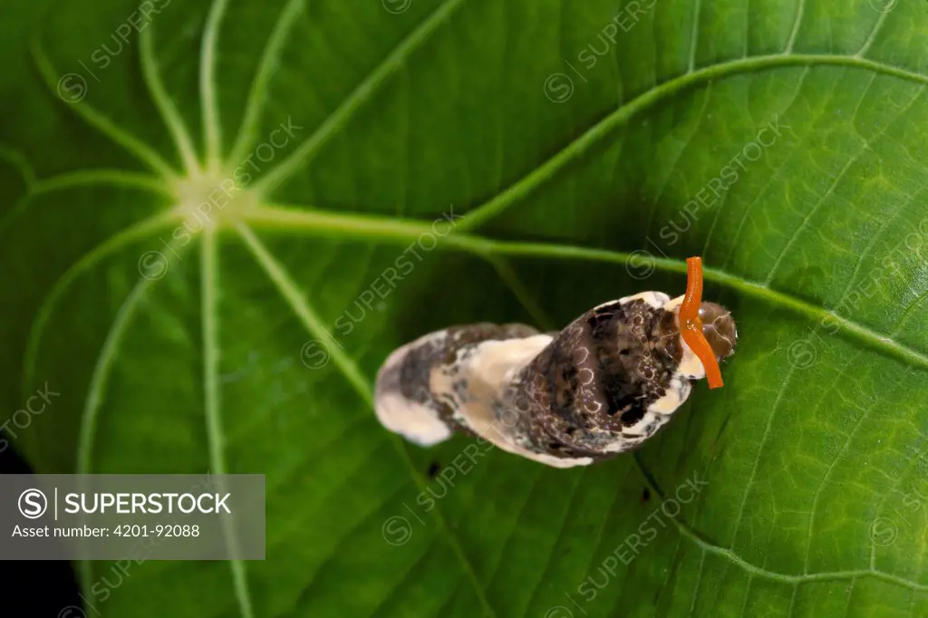 Thoas Swallowtail (Papilio thoas) caterpillar mimicking bird dropping, Barro Colorado Island, Panama