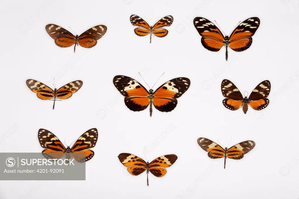Left to right, from top: Nymphalid Butterfly (Mechanitis sp), Orange-spotted Tiger Clearwing (Mechanitis polymnia), Nymphalid Butterfly (Hyposcada sp), Tiger Heliconian (Heliconius ismenius), Nymphalid Butterfly (Mechanitis sp), Tiger Longwing (Heliconius hecale), Footman Moth (Chetone kenara), Footman Moth (Chetone angulosa), Nymphalid Butterfly (Melinaea m