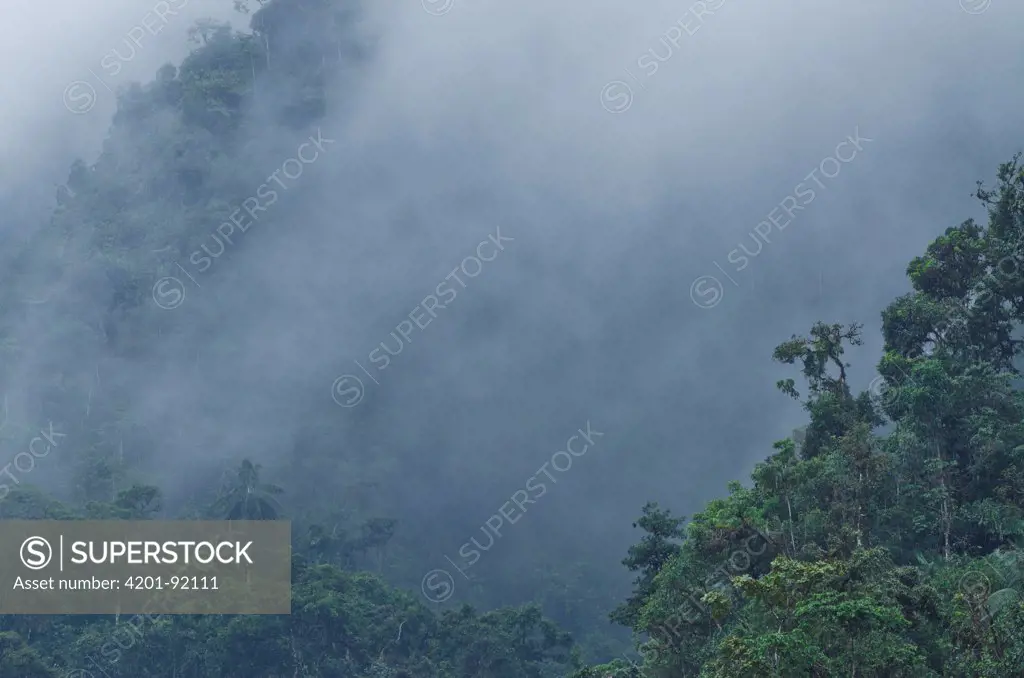 Forest canopy and fog, Mindo Cloud Forest, Ecuador