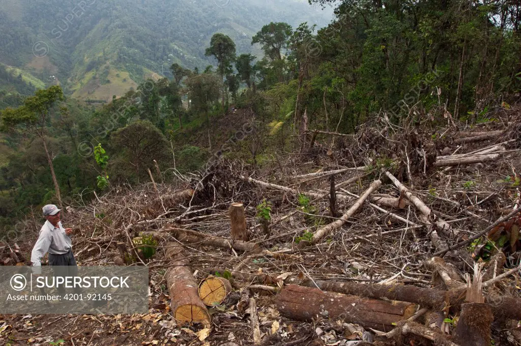 Slash and burn clearing, Intag Valley, northwest Ecuador