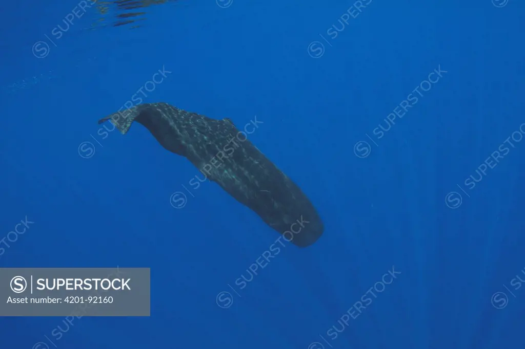 Sperm Whale (Physeter macrocephalus), Caribbean Sea, Dominica
