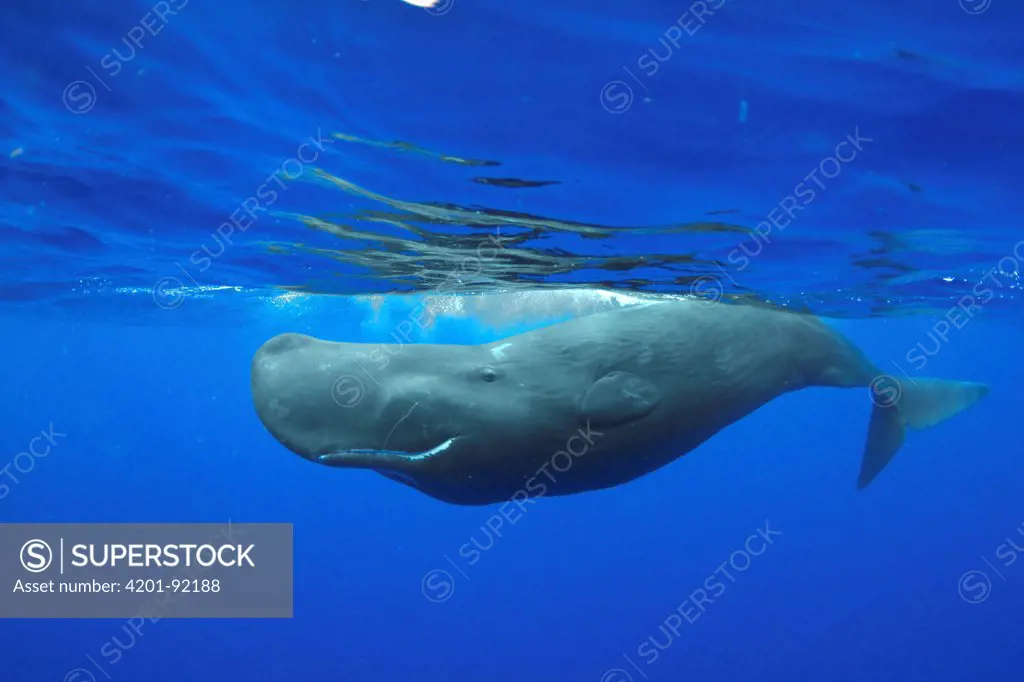 Sperm Whale (Physeter macrocephalus), Caribbean Sea, Dominica