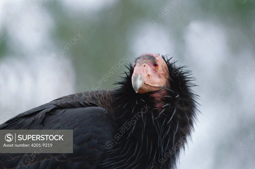 California Condor (Gymnogyps californianus), California
