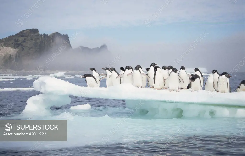 Adelie Penguin (Pygoscelis adeliae) group crowding on melting summer ice floe, Possession Island, Ross Sea, Antarctica