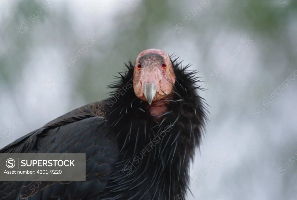 California Condor (Gymnogyps californianus) portrait, California