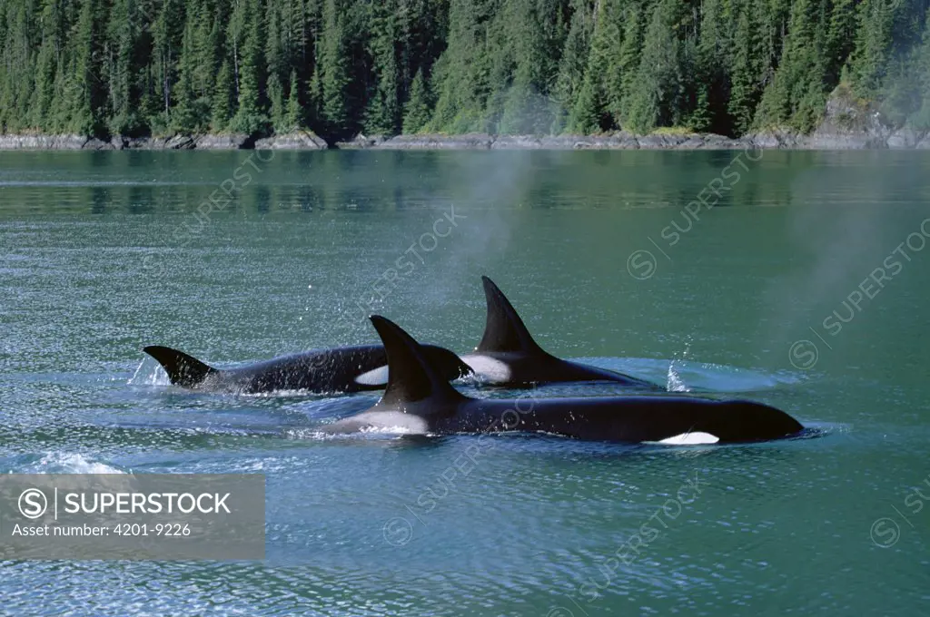 Orca (Orcinus orca) pod surfacing, Inside Passage, Alaska