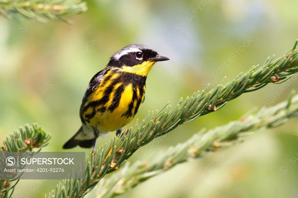 Magnolia Warbler (Dendroica magnolia) male, Nova Scotia, Canada