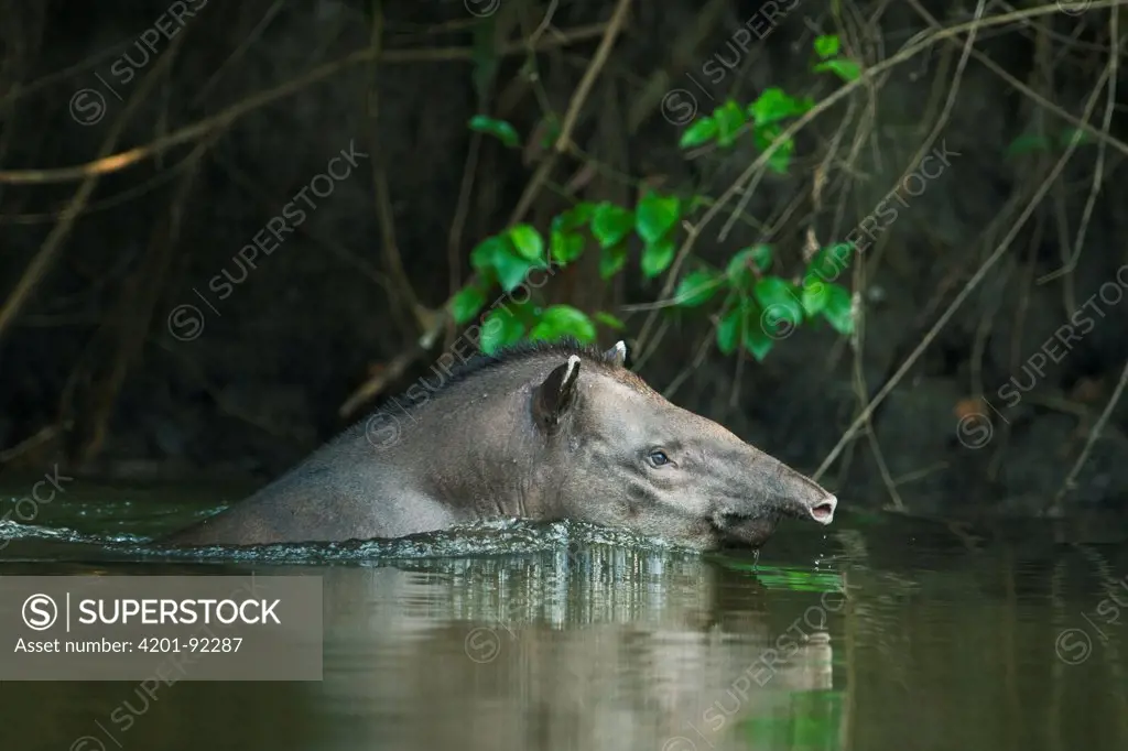 Brazilian Tapir (Tapirus terrestris) swimming, Cristalino River, Amazonia, Brazil