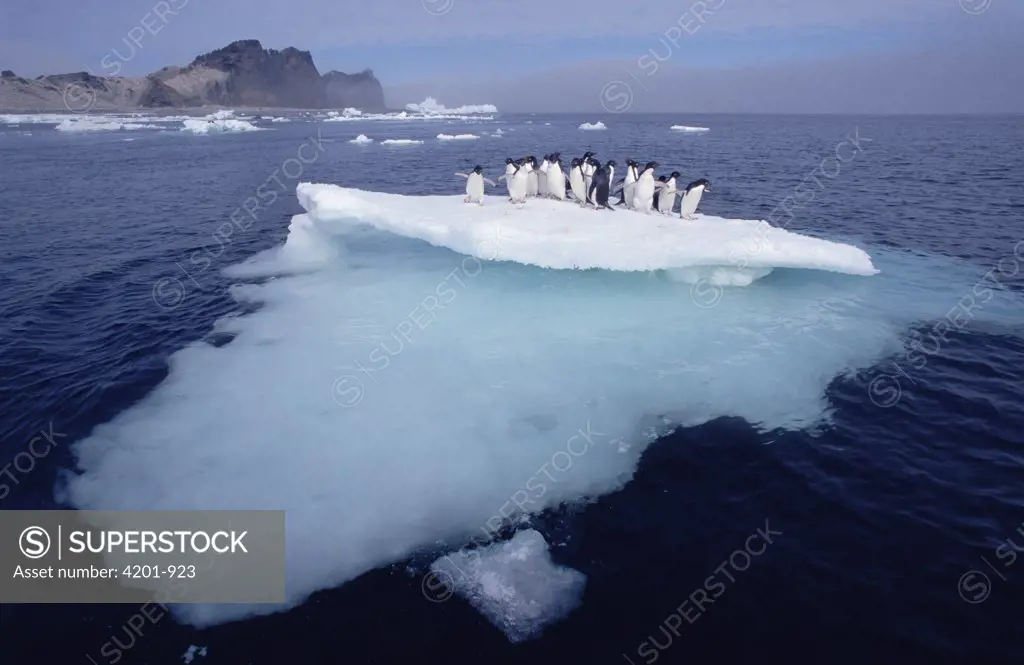 Adelie Penguin (Pygoscelis adeliae) group crowding on melting summer ice floe, Possession Island, Ross Sea, Antarctica