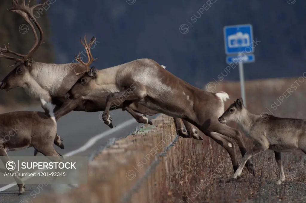 Caribou (Rangifer tarandus) group jumping fence to cross road, Alaska