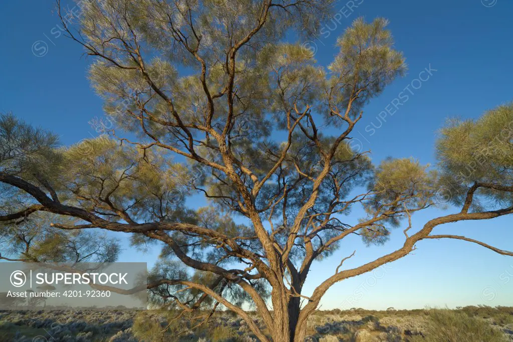 Gum Tree (Eucalyptus sp), Stuart Highway, South Australia, Australia